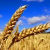 Яким буде урожай пшениці-2016?
