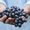 ​Мінагрополітики розраховує на співпрацю з виноробами