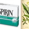 Верба, медицина та аспірин: як народилися головні ліки людства
