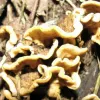 ​Дивовижний світ навколо: гриби