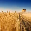 Україна стала рекордсменом із зернового експорту