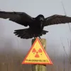 Чорнобиль стане природним екологічним резерватом Європи
