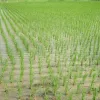 Херсонщина очікує на рекордний рисовий врожай