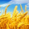 Експорт української пшениці продовжує зростати