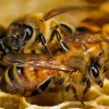 Бджолиний мед більш ефективний, ніж антибіотики