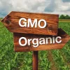 Наукові дослідження довели: ГМО не шкодять здоров’ю людини
