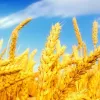 ​Жнива-2018: вже зібрано 6,2 млн тонн зернових та зернобобових культур