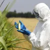 ​Німеччина ухвалила законопроект стосовно заборони ГМО-культур