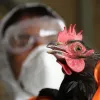 ​Повернення пташиного грипу в Україну