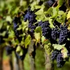 ​Новини України: Австралійські винороби рятують урожай кремом від засмаги