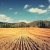 ​ЄС допоможе розвитку аграрної промисловості України
