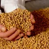 ​Україна йде на рекорд з експорту сої