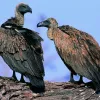 У Перу «птахів смерті» використовуватимуть в екологічних цілях