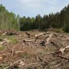​За незаконну вирубку лісів каратимуть суворіше