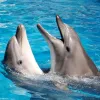Київські дельфіни у небезпеці
