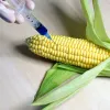 ​Новини України: Євросоюз змінює правила культивації ГМО-культур