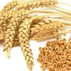 ​У 2017 світовий врожай пшениці буде більшим