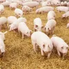 ​На півдні України зареєстровано захворювання свиней на африканську чуму