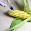 ​Китайці досліджуватимуть ГМО