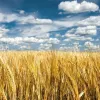 ​Експорт українських зернових культур збільшився у три рази