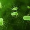 Проти бактерій, які стрімко поширюються Землею, не має ліків