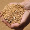 ​Хмельниччина серед лідерів за кількістю заявлених тонн зернових – 9200 тонн