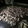 На Луганщині поліція веде боротьбу з незаконним виловом риби під час нересту