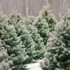 ​Хмельницькі різдвяні дерева вже готові прикрасити оселі жителів області