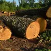 ​За сприяння незаконній порубці дерев у суді відповідатиме голова селищної ради