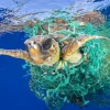 На підтримку життя в океанах, щороку потрібні мільярди доларів
