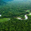 Європейський союз виділить 1 млрд євро на захист світових лісів