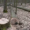 ​Зрубали дерев на півмільйона - майстра лісу та лісничого підозрюють у незаконній порубці