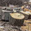До 5 років за гратами загрожує одному з «чорних лісорубів», які спиляли у лісопосадці півтора десятка дерев