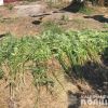 На Дніпропетровщині чоловік виростив 400 кущів конопель «для власних потреб» На Дніпропетровщині чоловік виростив 400 кущів конопель «для власних потреб»