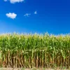 ​Аналітики прогнозують зростання експорту кукурудзи