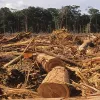 ​Незаконне вирубування лісів