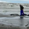 ​Кількість загиблих тюленів на узбережжі Каспійського моря збільшилася вдвічі – до 2,5 тисячі особин