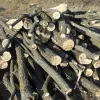 ​Прокуратура домоглась стягнення з «чорного лісоруба» понад 23 тис грн за незаконну порубку дерев