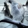 З 2024 року в Ісландії буде припинено китобійний промисел