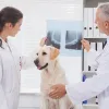 ​Різновиди ветеринарних апаратів для рентгену