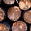​Незаконна порубка дерев може коштувати двом «лісорубам» до 5 років за ґратами