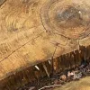 ​За незаконну порубку дерев чоловіку загрожує до 7 років позбавлення волі