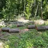​ Незаконна порубка майже 3 тис дерев на 15,5 млн грн – підозрюються експосадовець Держагентства з управління зоною відчуження та лісничий 