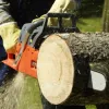 На Донеччині чоловіку, який незаконно пиляв дерева у полезахисній лісосмузі, загрожує до 3 років за ґратами