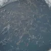 На Сумщині  браконьєри ловили рибу за допомогою острогів