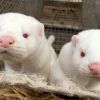 У більшості країн планують знищити норок через коронавірус У більшості країн планують знищити норок через коронавірус