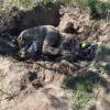 ​Російське вторгнення в Україну : На Київщині знайшли поховання ще трьох цивільних. Їх вбили пострілом в голову