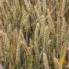 Виявили хвороби зернових культур в Криму