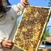 У столиці закликали захищати бджіл