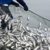 Світова організація торгівлі наблизилася до вирішення проблеми перелову риби